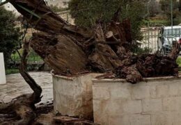 Уклоњен суви део Мамријског дуба ради раста нових стабљика из истог корена