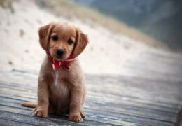 Попадут ли в Царство Божие животные?