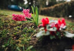 Las flores del ayuno